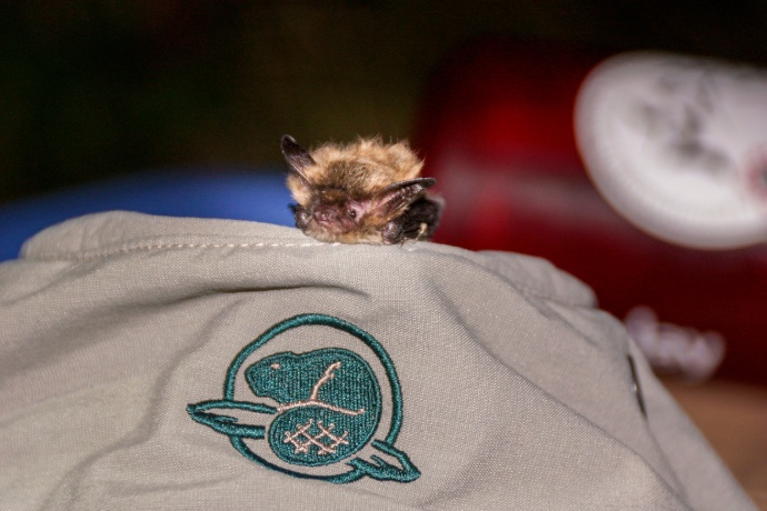 A very small brown bat rests on top of a Parks Canada staff person’s hat.