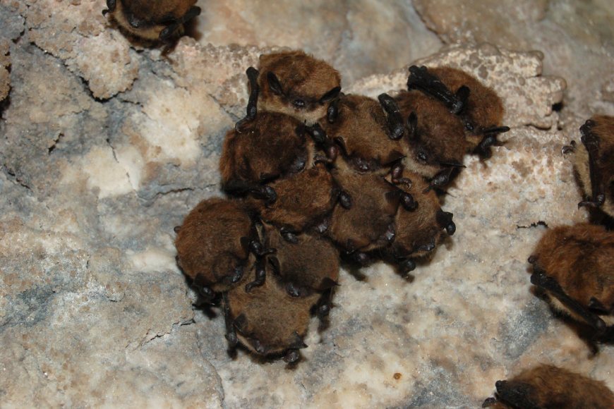 Many bats cluster together in a group while hanging from a cave ceiling.