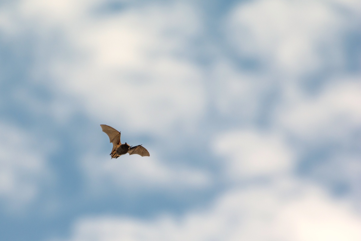A bat flies high in the air during the daytime.
