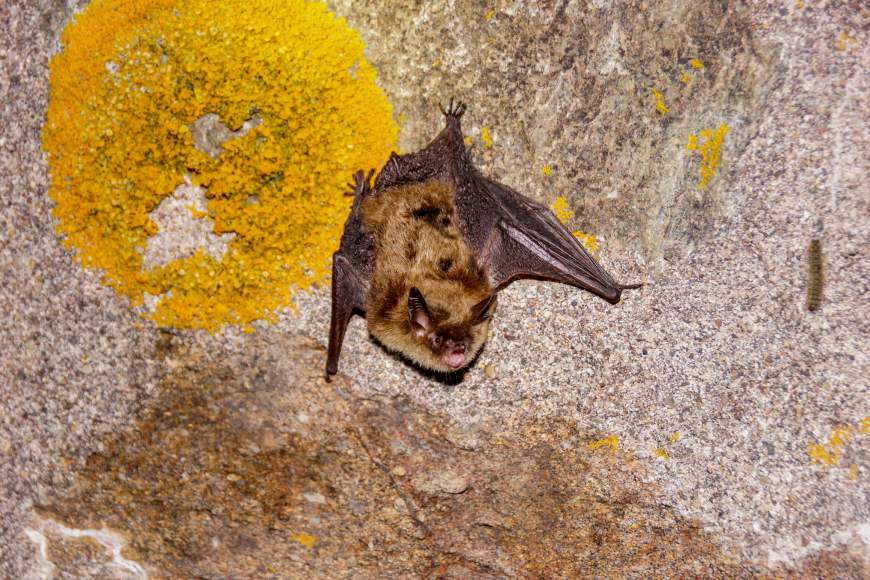A brown bat looks up with its mouth open as it rests on a rock wall that has yellow moss growing on it.