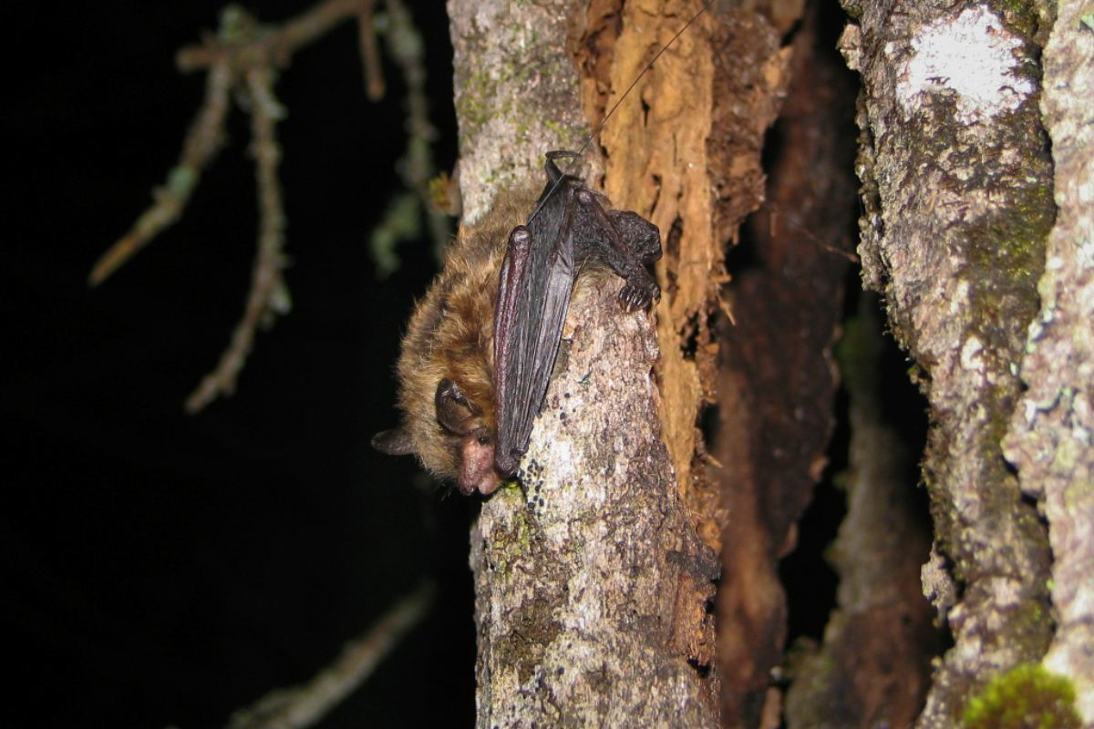 A brown bat rests facing downwards on the trunk of a tree at nighttime.