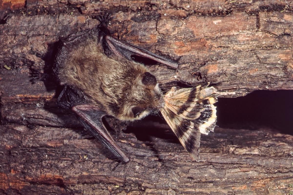 A brown bat on the trunk of a tree has a large striped insect in its mouth.