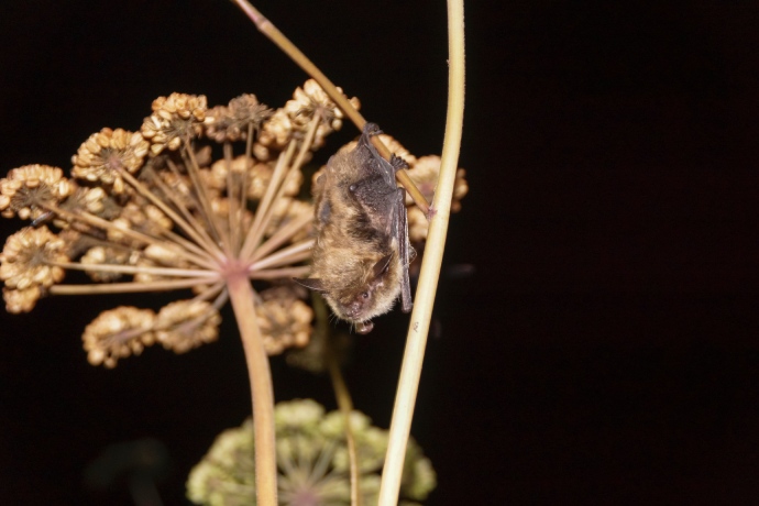 A brown bat hangs upside down from a golden coloured plant at night.