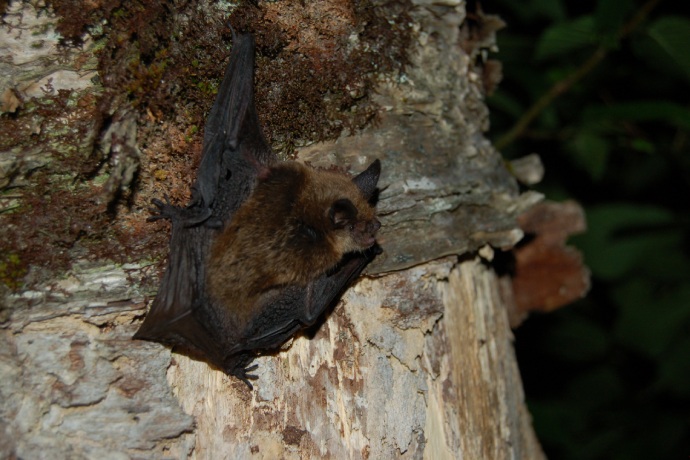 A brown bat hangs on the trunk of a tree at night while it looks off to the right.
