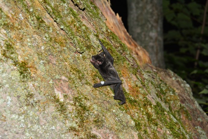 Une chauve-souris de couleur noire et grise, avec une bague blanche autour de la patte, se repose la nuit sur un arbre recouvert de mousse.