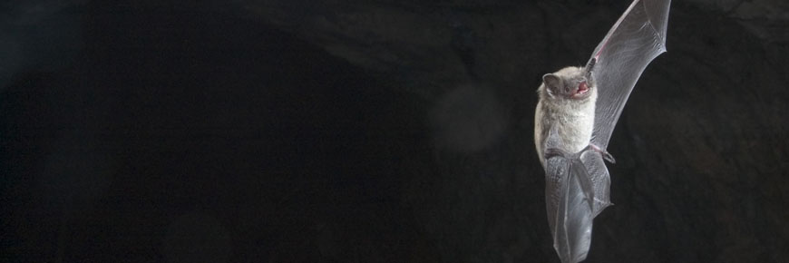 Small bat flying in a cave.