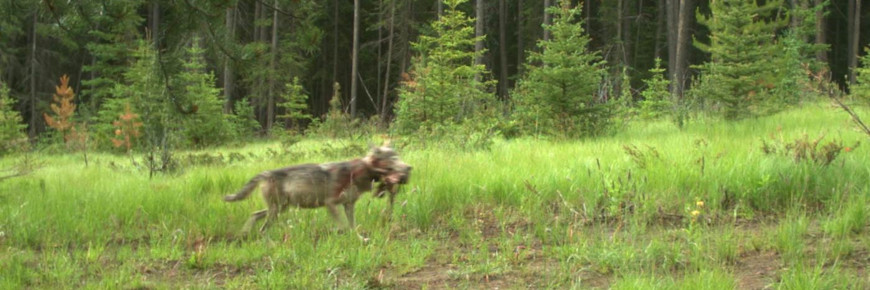 Out-of-focus photo of a trotting wolf holding it prey (unidentifiable) in its mouth.