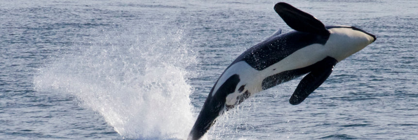 A killer whale surging out of the water
