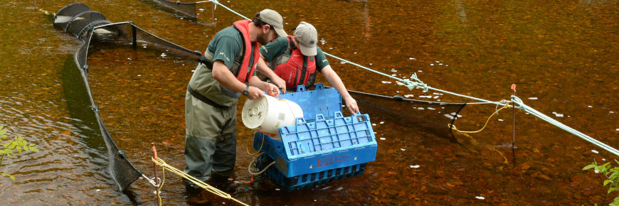 Resource conservation staff, standing in the river, collect young salmon in traps in Cape Breton Highlands National Park.
