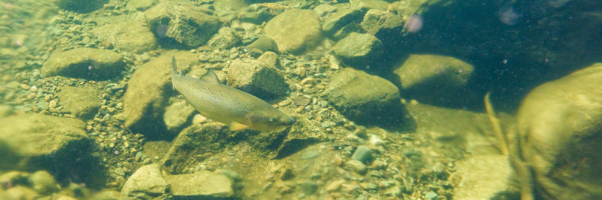 A salmon in river shallows.