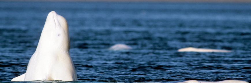 Beluga whale.
