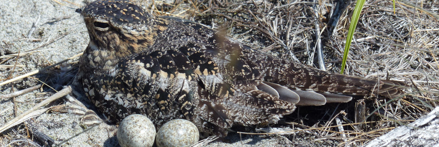 Nighthawk with its eggs on a beach.