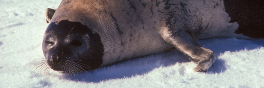 Harp seal lying on ice.