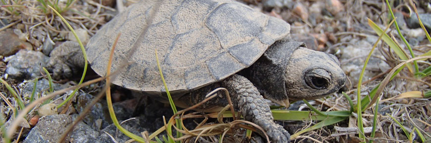 The Top Turtle Stories From Parks Canada, 2020–2021