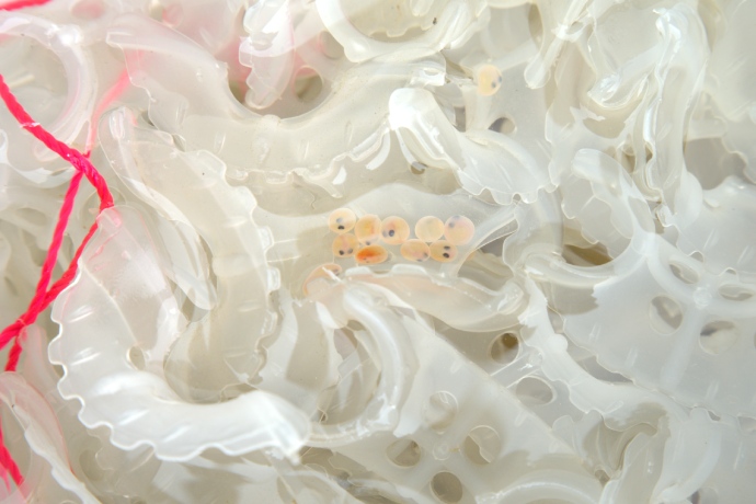 Dix œufs de poisson ronds, chacun avec deux yeux, reposent dans l’une des nombreuses petites structures en plastique flottant dans l’eau.