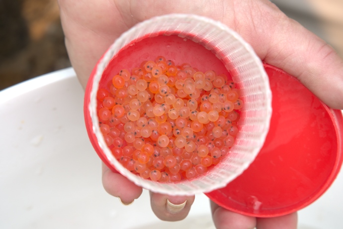 A close up of a red and white jar containing jelly-like eggs each with two black dots is held up.