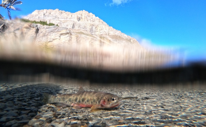 A single speckled fish swims in crystal clear water, with mountain views and blue sky above.