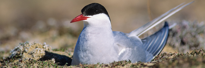 Arctic tern on its nest.