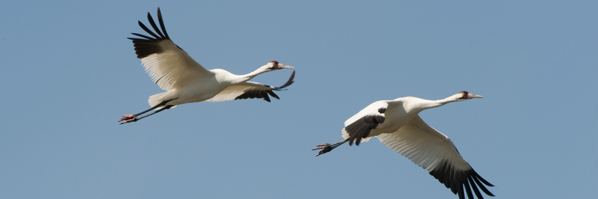 A pair of whooping cranes in flight.