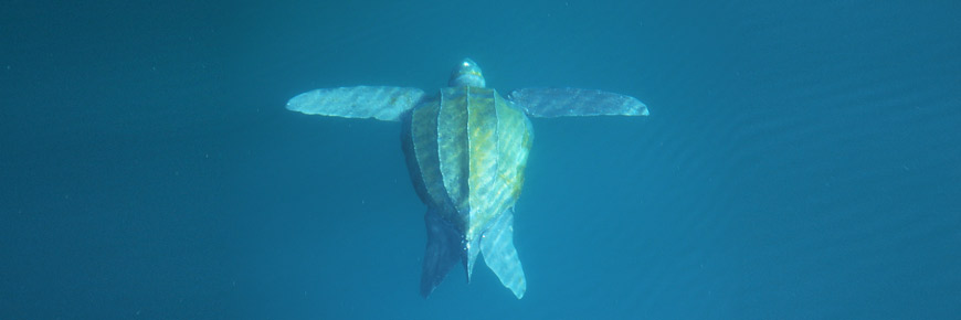 Leatherback sea turtle swimming.