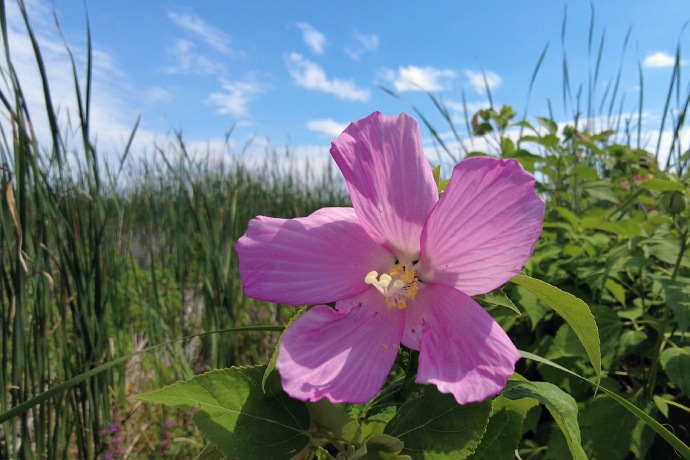 A close up of one pink flower with five petals growing in a marsh.
