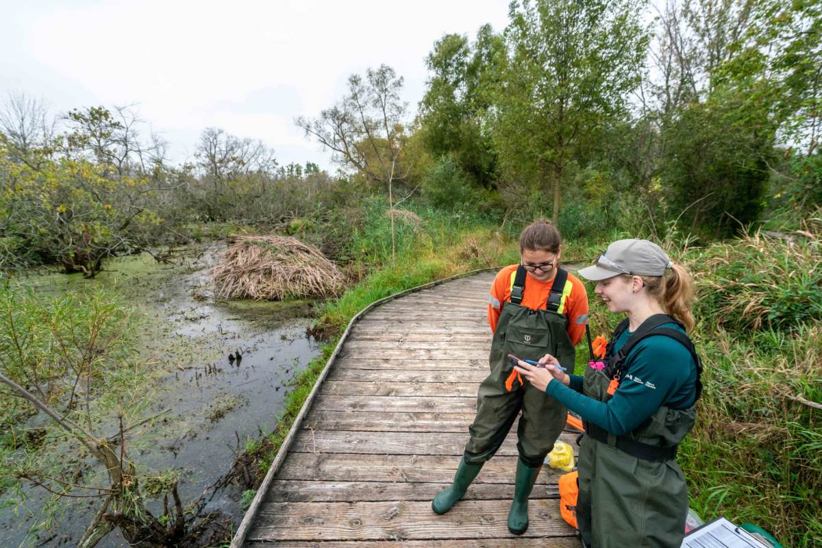 Two Parks Canada staff members wear rubber chest waders while working on a boardwalk that runs through a marsh restoration site.