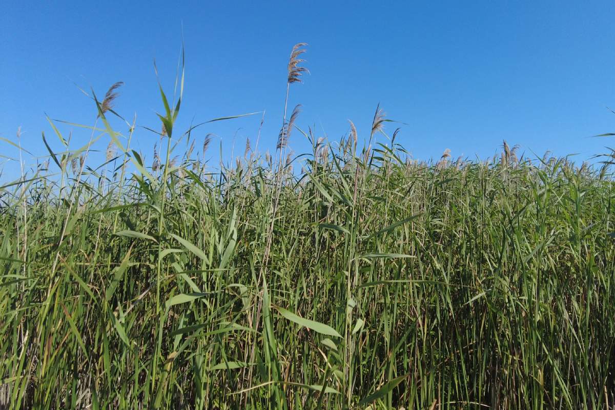 A dense stand of tall reeds.