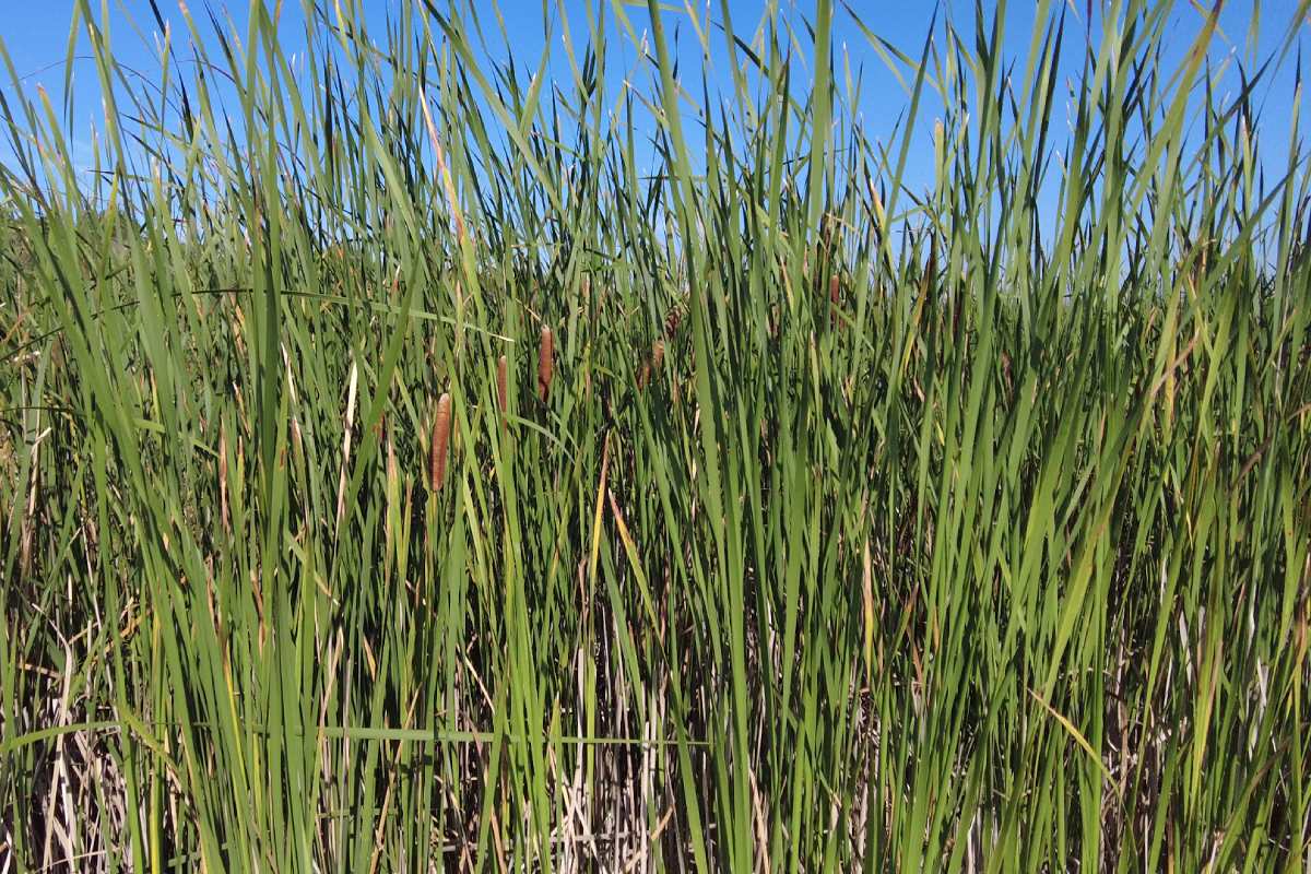 A dense stand of cattails.