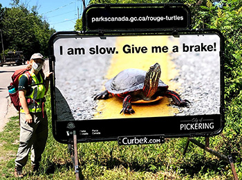 Un membre de l’équipe de Parcs Canada se tient fièrement à côté de la nouvelle signalisation routière dans le parc urbain national de la Rouge. Le panneau présente une image d’une tortue sur la route et lit comme suit : Je suis lent. Donnez-moi un frein.