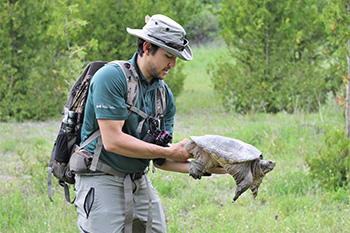 Un membre de l’équipe de Parcs Canada tient une tortue serpentine dans la bonne position par la partie arrière de la carapace, juste devant les pattes de derrière pour éviter d’être mordu