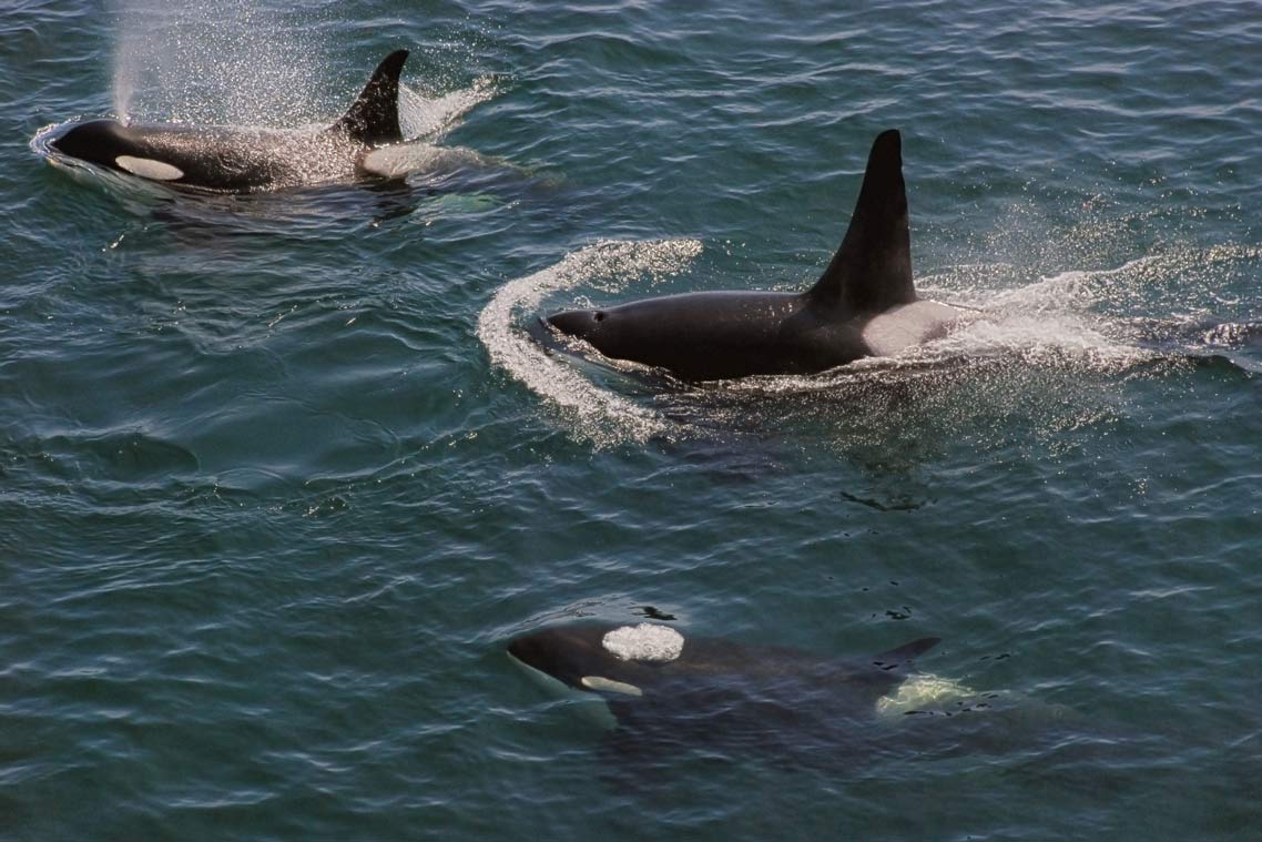 Three Killer Whales swim at the surface of the water. One Killer Whale is spouting water up through its blowhole.