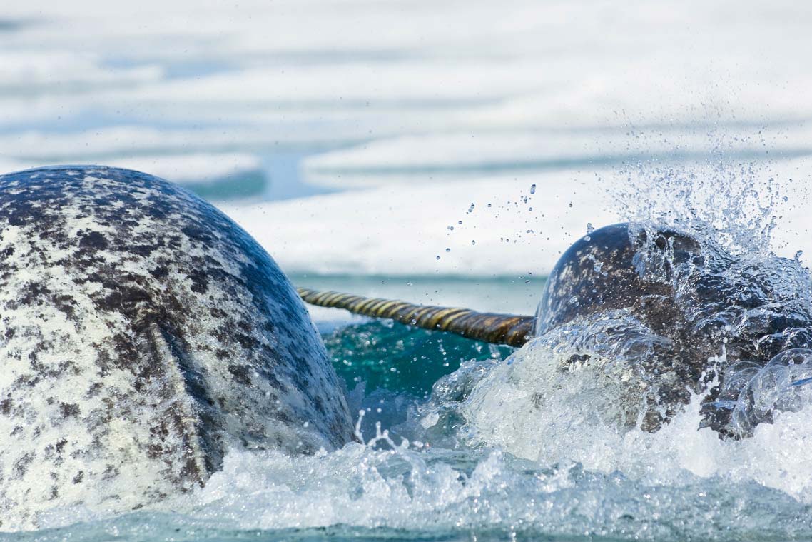 The back of one narwhal and the head and long pointed tusk of another narwhal swimming together through icy Arctic waters.