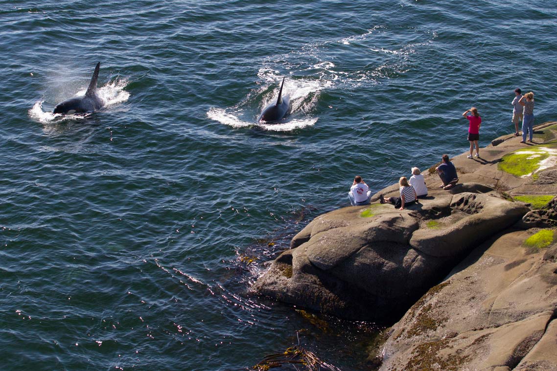 People sit on a bolder shoreline watching two large Killer Whales swimming close to the shore.