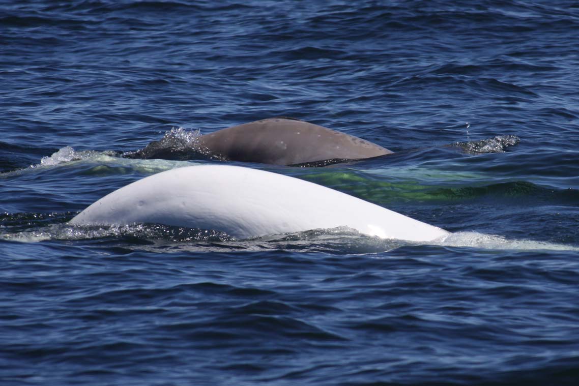 Le dos d’une baleine blanche qui nage dans une eau bleu foncé, et le dos d’un béluga juvénile qui nage derrière elle.