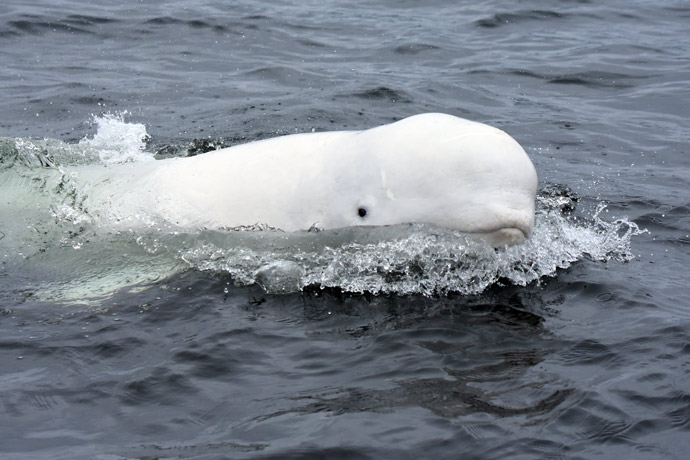 A close-up of a white beluga whale with its head above the surface of the water and looking with one eye towards the camera.