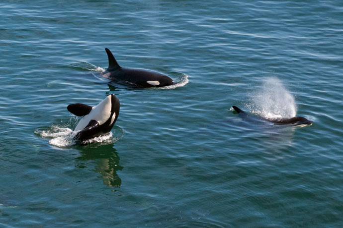 Three Killer Whales swim. One swims vertically, while one swims at the water’s surface, and another blows water.