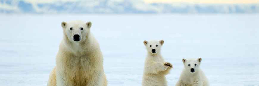 Ours polaire avec ses deux petits