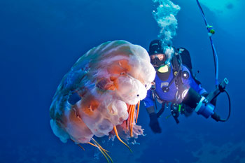 Scuba diver beside jellyfish