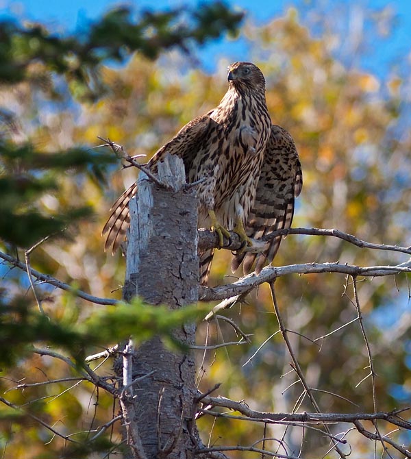 A young northern goshawk (Accipiter gentilis) sits perched atop a tree with no leaves. The bird is looking directly at the camera. Trees with green and yellow leaves are in the background.