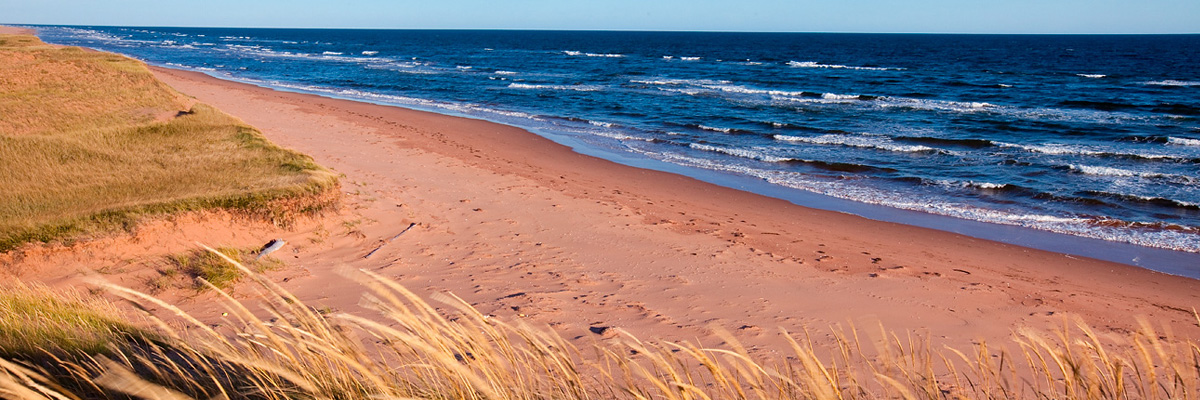 Une photo prise à travers les herbes longues au sommet des dunes donne sur une plage de sable avec des dunes herbeuses à gauche et une vue sur les vagues de l'océan bleu à l'horizon.