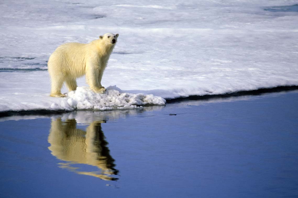 A polar bear stands looking forward on snow-covered ice by the edge of blue water.