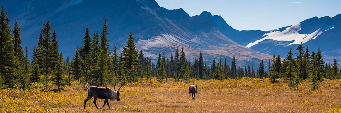 Deux caribous dans une prairie de couleur dorée entourée de forêt et de montagnes avec un ciel bleu clair au-dessus. 