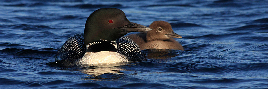 A Common Loon floating in the water beside its chick.