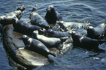 A herd of Grey Seals sunbathing on a rock in the water.