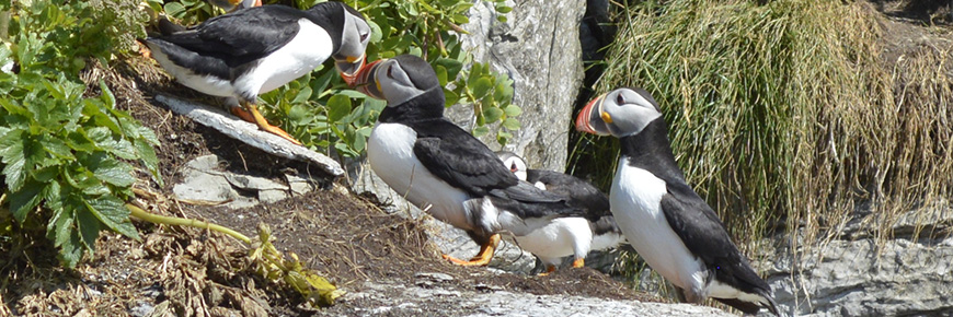 A gathering of Atlantic Puffins standing on rocky terrain.