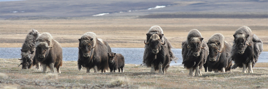 A herd of muskoxen running through a barren, flat field. 