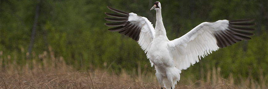 A Whooping Crane outstretching its wings in a marsh.