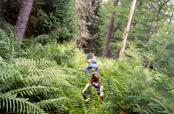 Hikers walking through big ferns at  Kejimkujik National Park and National Historic Site.