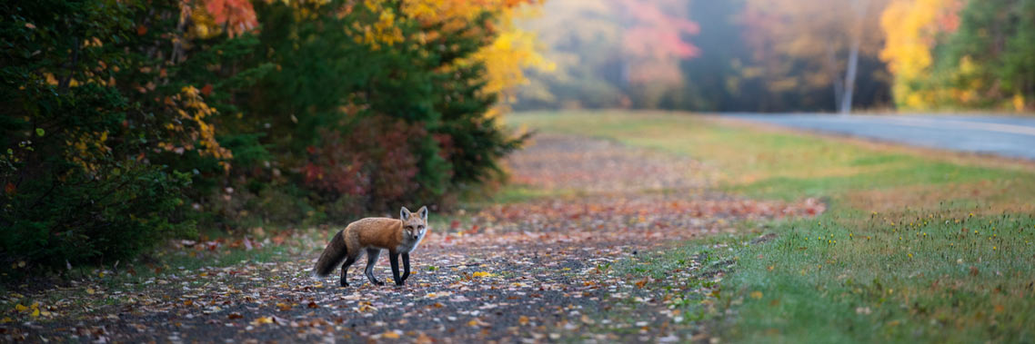 Un renard est sur un sentier couvert de feuilles avec un paysage d’automne en arrière-plan.