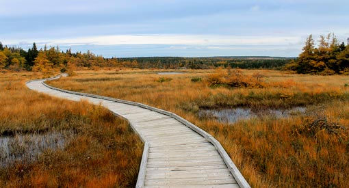 The Bog trail at Cape Breton Highlands National Park.